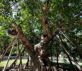 King of Grape Trees