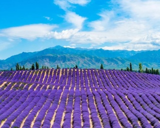 Huocheng Lavender.jpg Huocheng Lavender.jpg