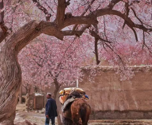 xinjiangtravel-apricot-blossom-1.png xinjiangtravel-apricot-blossom-1.png