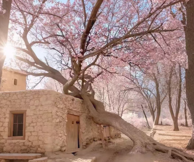 xinjiangtravel-apricot-blossom-2.png xinjiangtravel-apricot-blossom-2.png