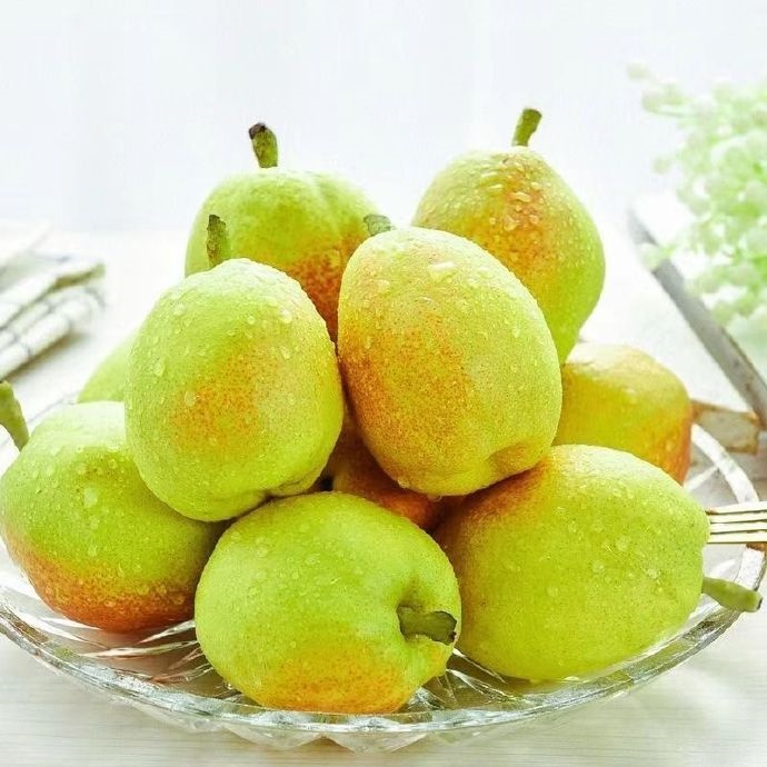 Korla Fragrant Pears Tour