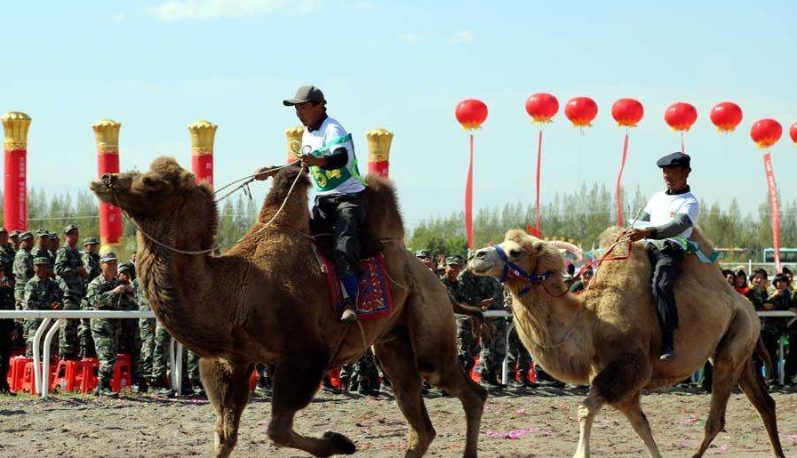 camel-racing.jpg camel-racing.jpg