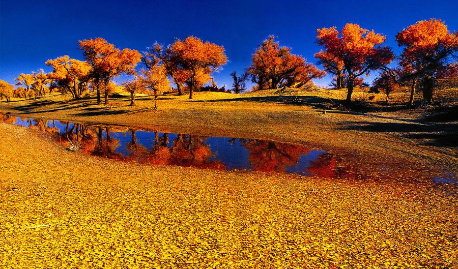 poplar1.jpg poplar1.jpg