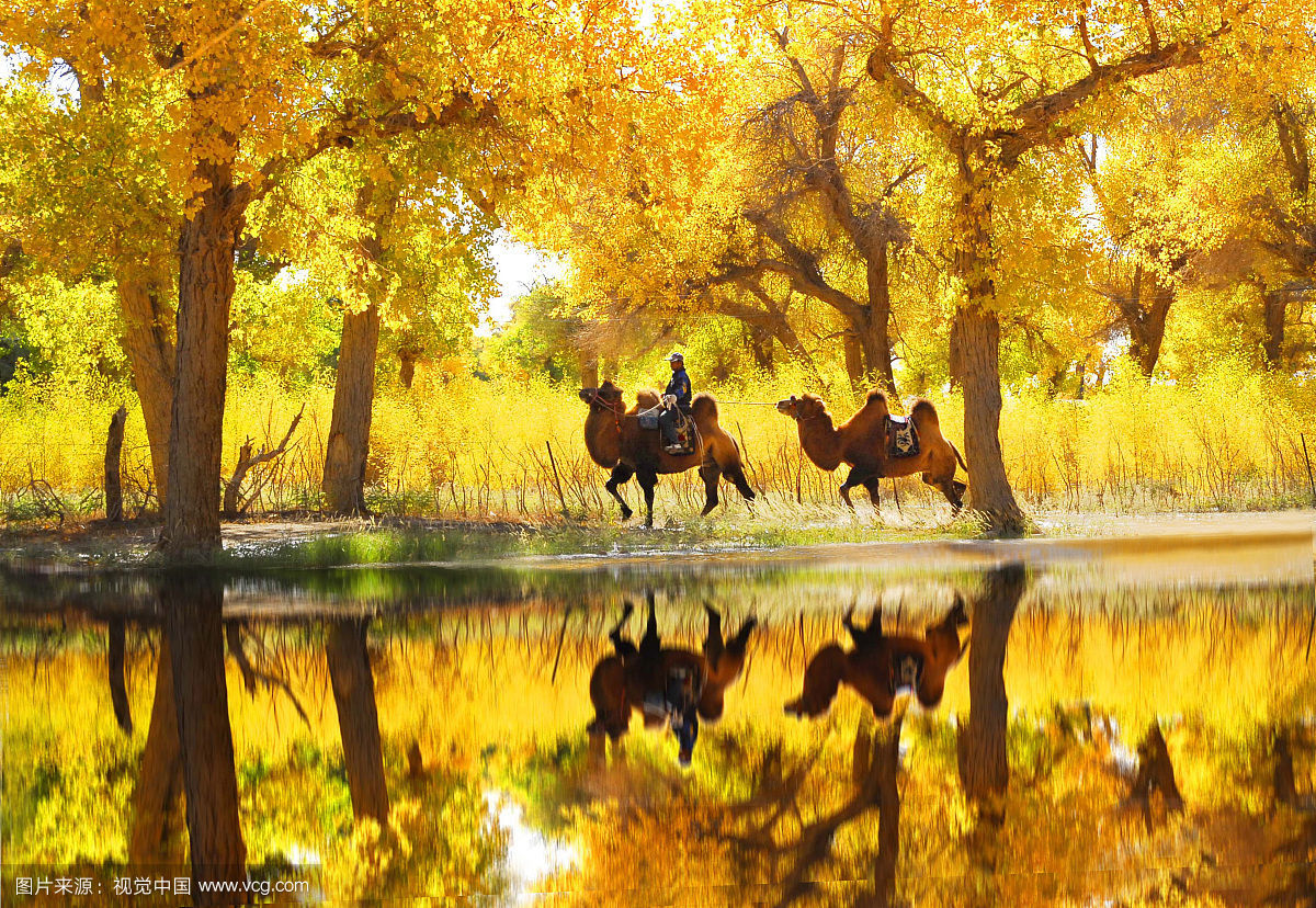 poplar.jpg poplar.jpg