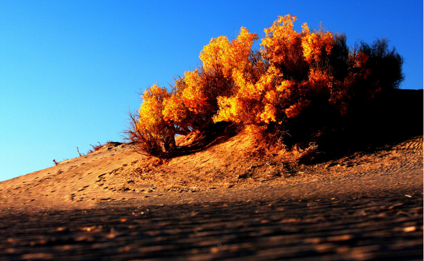 poplar (2).jpg poplar (2).jpg