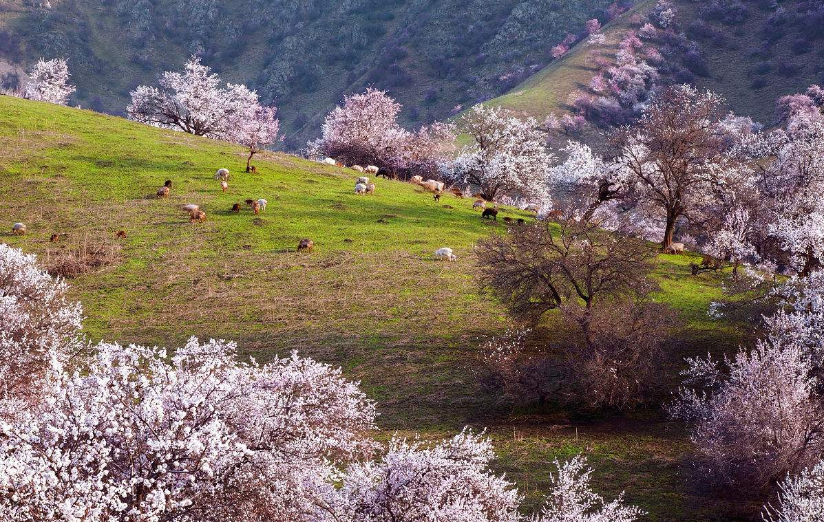 Yili Apricot.png Yili Apricot.png