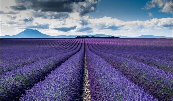 Lavender.jpg Lavender.jpg