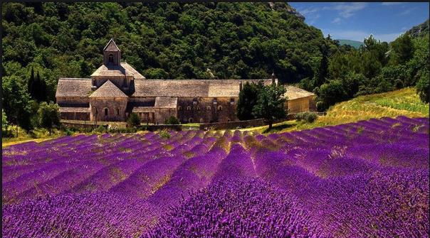 Lavender.jpg.jpg.jpg.jpg Lavender.jpg.jpg.jpg.jpg