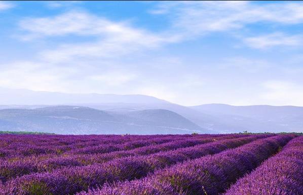 Lavender.jpg Lavender.jpg