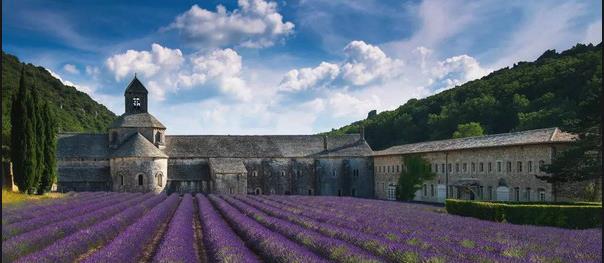 Lavender.jpg Lavender.jpg