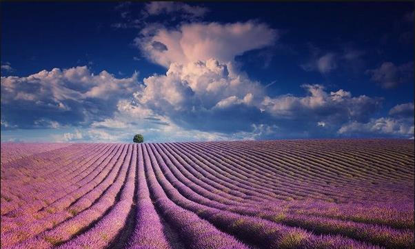 Lavender.jpg Lavender.jpg