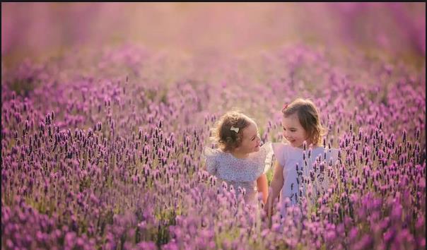 Lavender.jpg Lavender.jpg