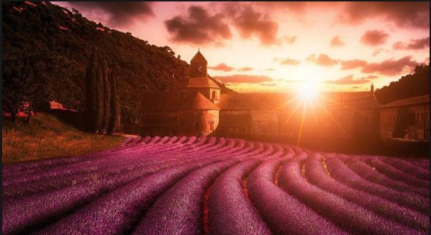 Lavender.jpg Lavender.jpg