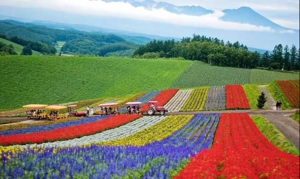 Lavender.jpg Lavender.jpg