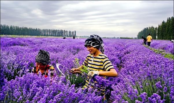 Lavender.jpg Lavender.jpg