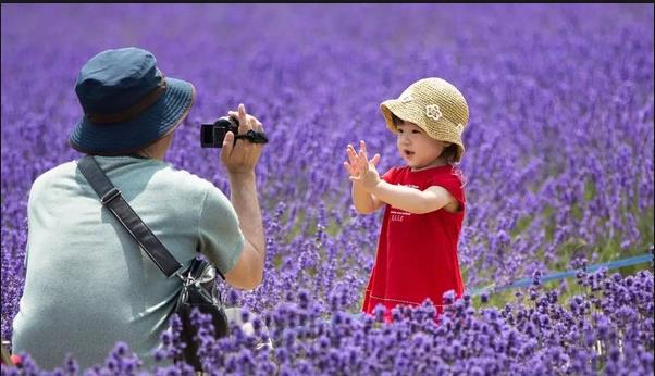 Lavender.jpg Lavender.jpg