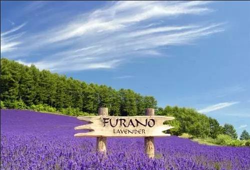 Lavender.jpg Lavender.jpg