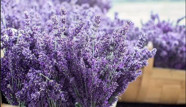 Lavender.jpg Lavender.jpg