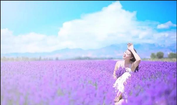 Lavender.jpg Lavender.jpg