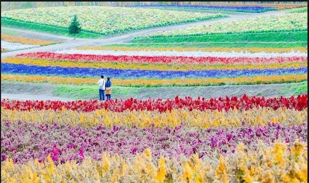 Lavender.jpg Lavender.jpg